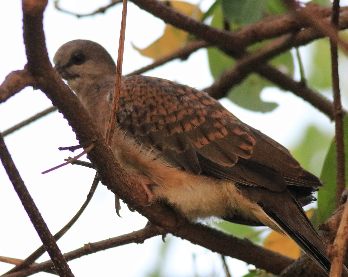 Spotted Dove - ML621511768