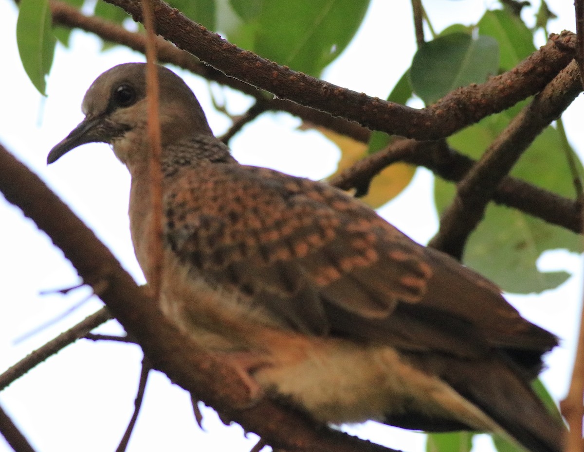 Spotted Dove - ML621511769