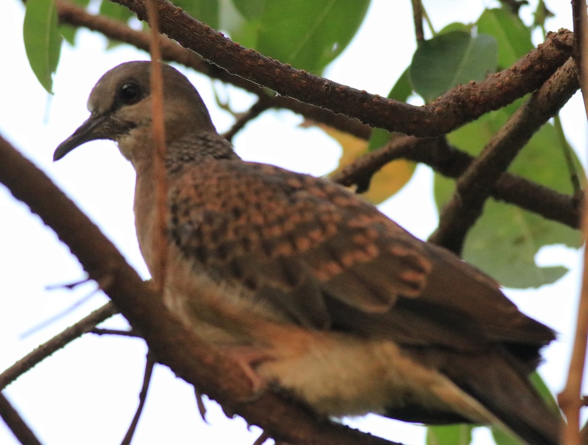 Spotted Dove - ML621511770