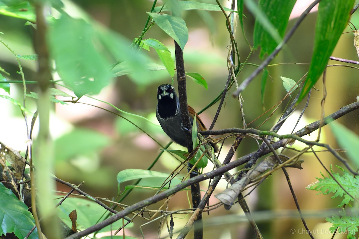 Black-throated Babbler - ML621511775