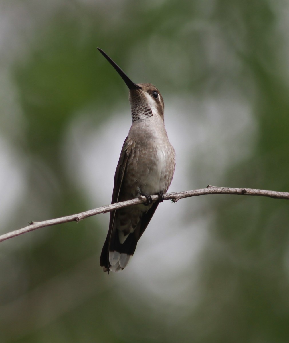 Plain-capped Starthroat - ML621511844