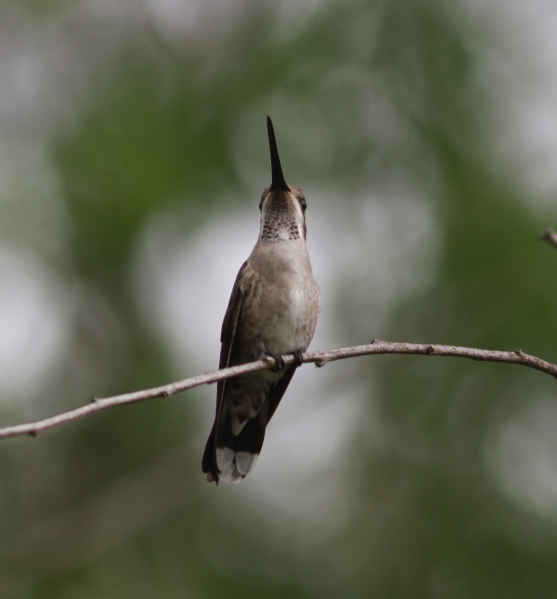 Plain-capped Starthroat - ML621511845