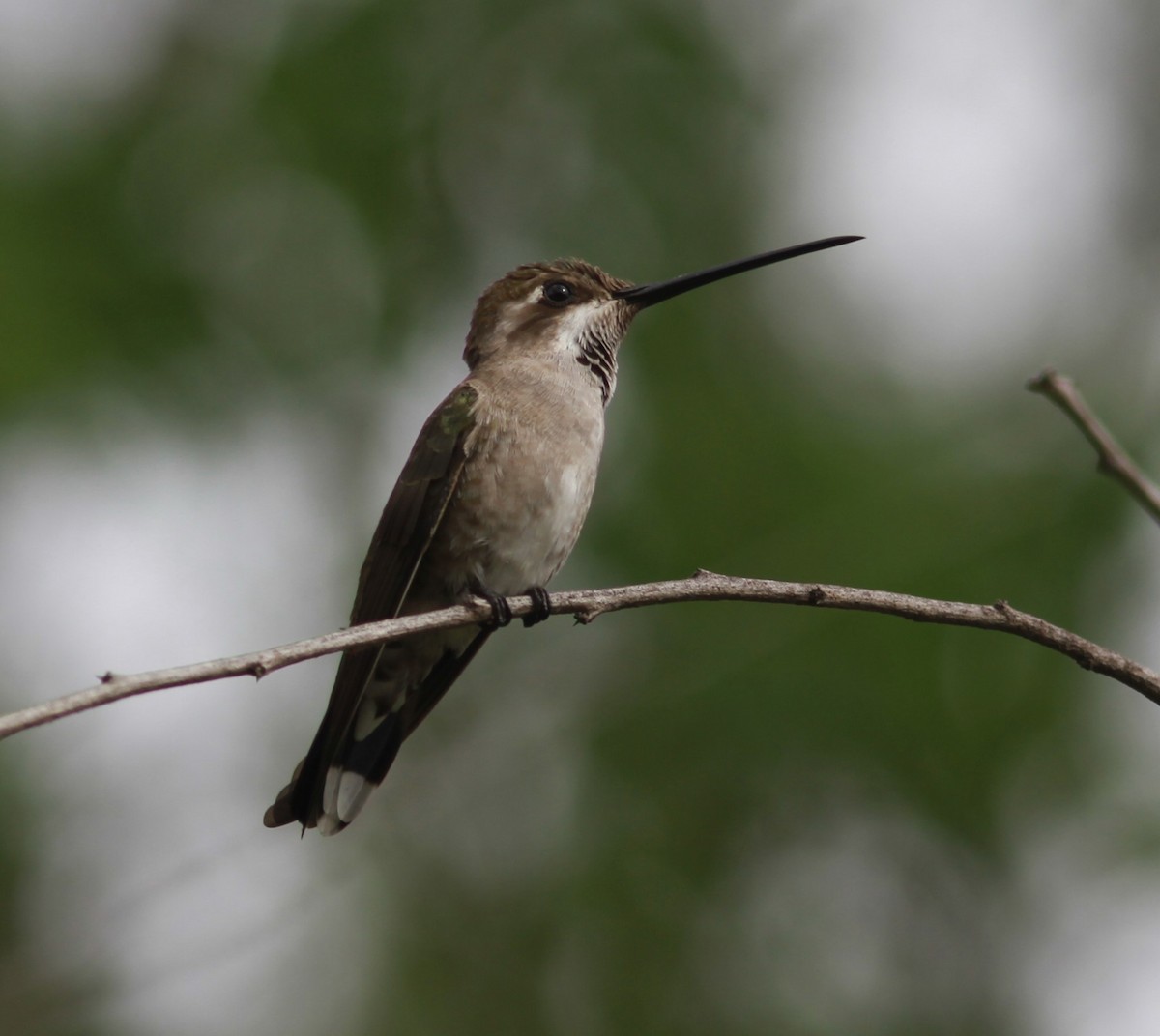 Plain-capped Starthroat - David Vander Pluym