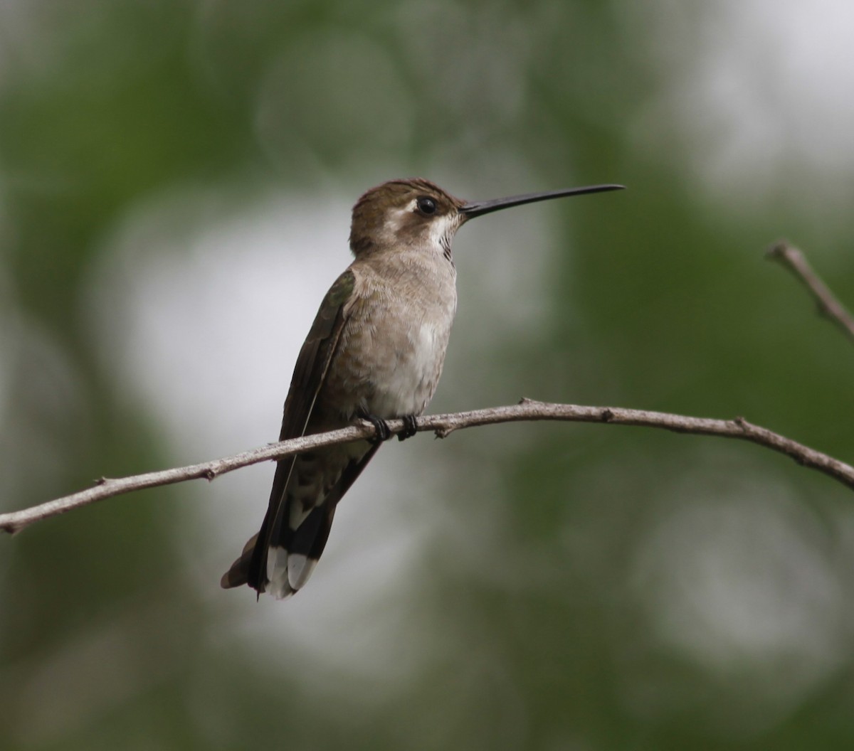 Plain-capped Starthroat - ML621511847