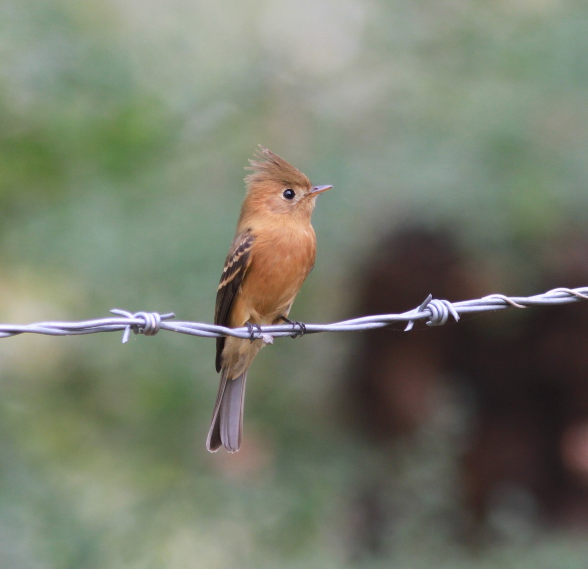 Tufted Flycatcher - ML621511854