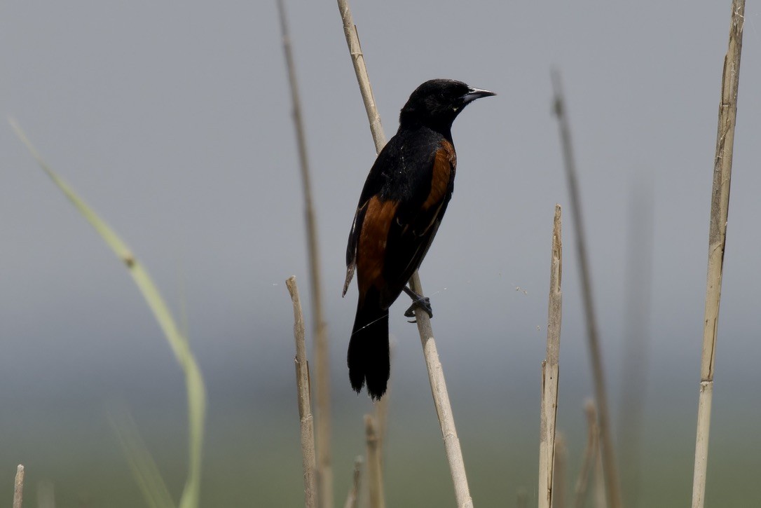 Orchard Oriole - ML621511897
