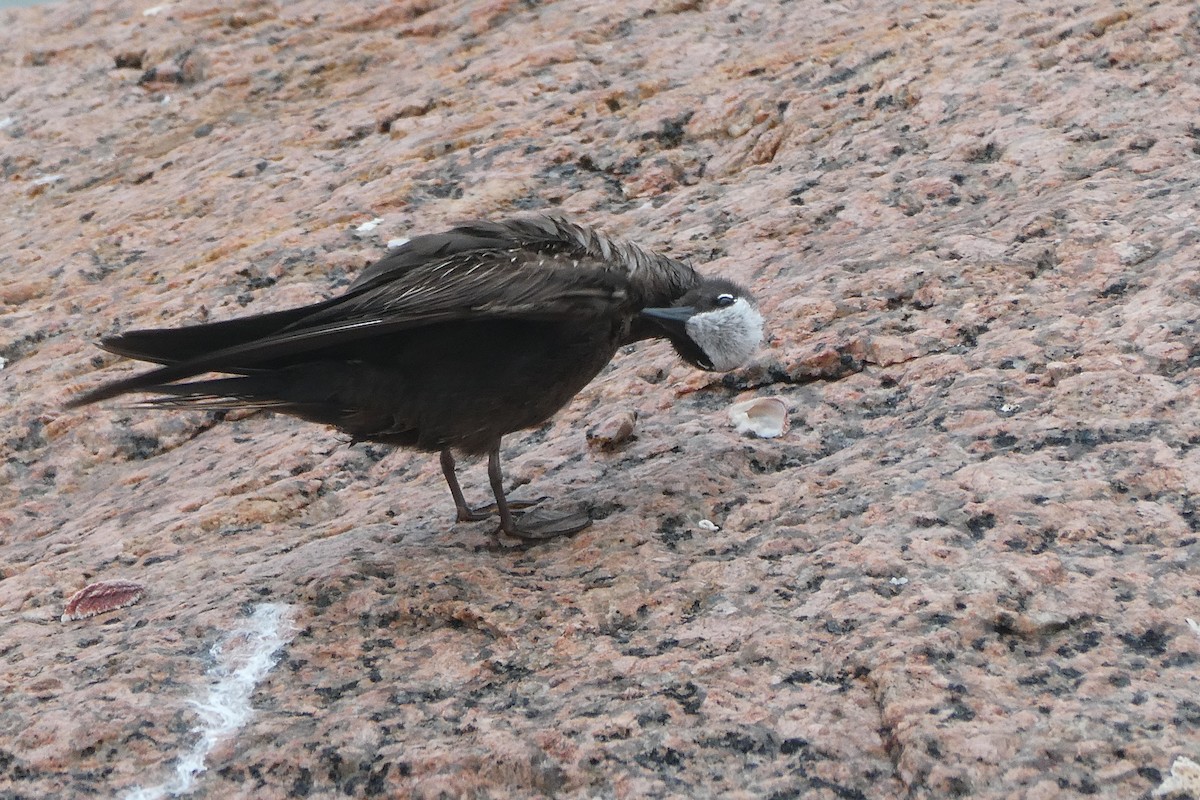 Black Noddy - ML621511899