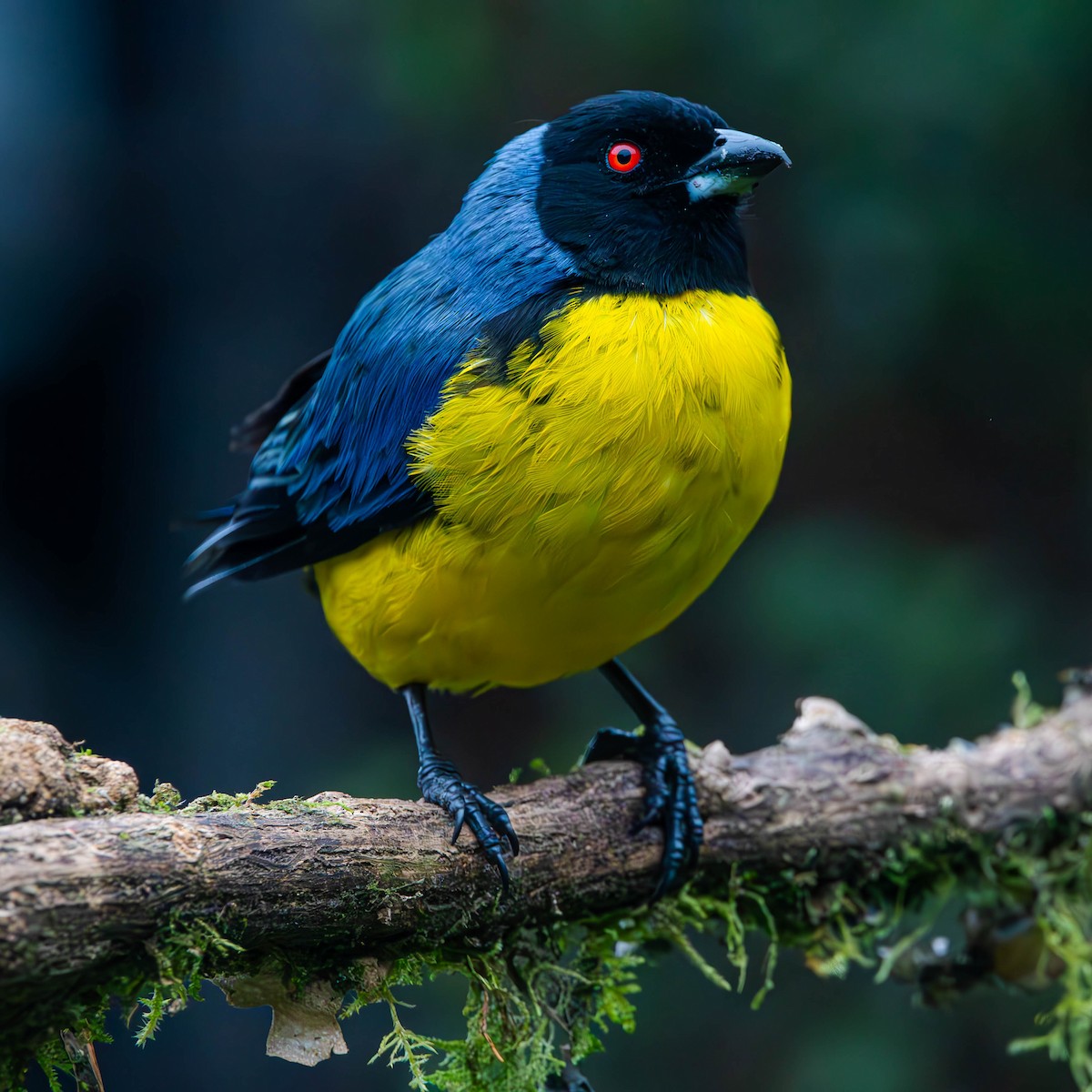 Hooded Mountain Tanager - ML621511919