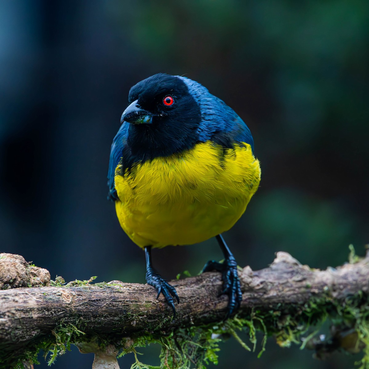 Hooded Mountain Tanager - ML621511920