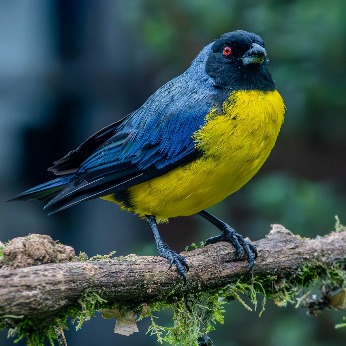 Hooded Mountain Tanager - ML621511921