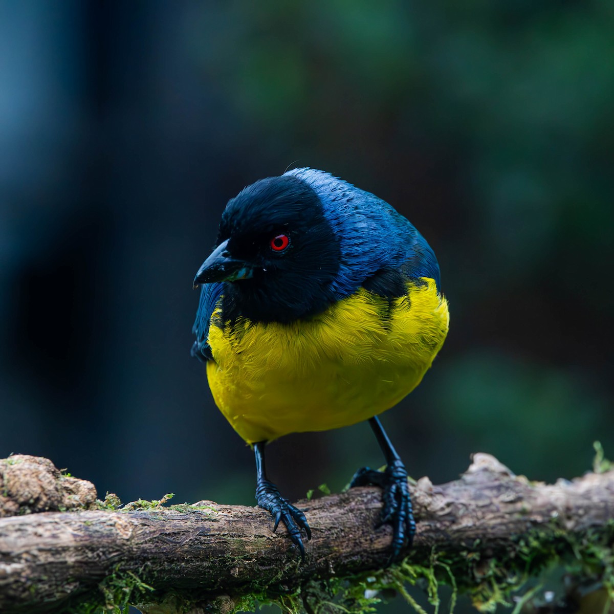 Hooded Mountain Tanager - ML621511922