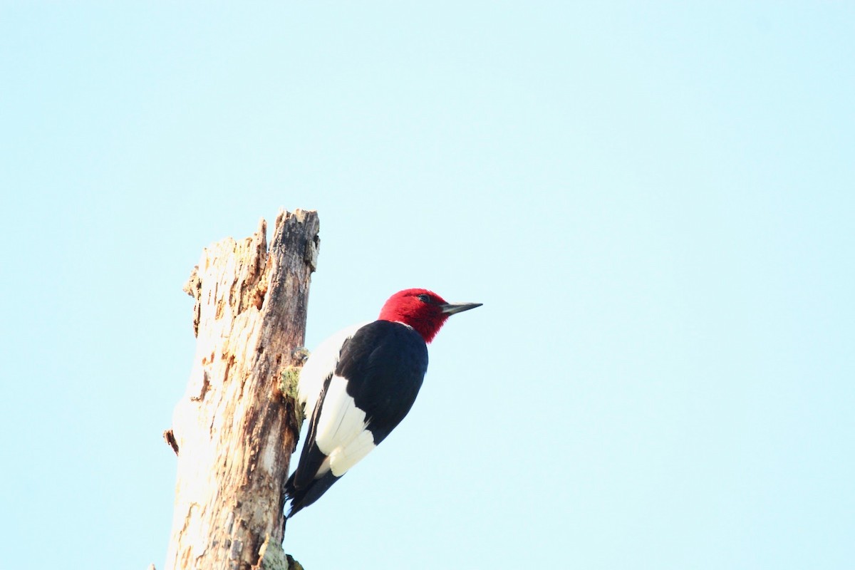 Red-headed Woodpecker - ML621511923