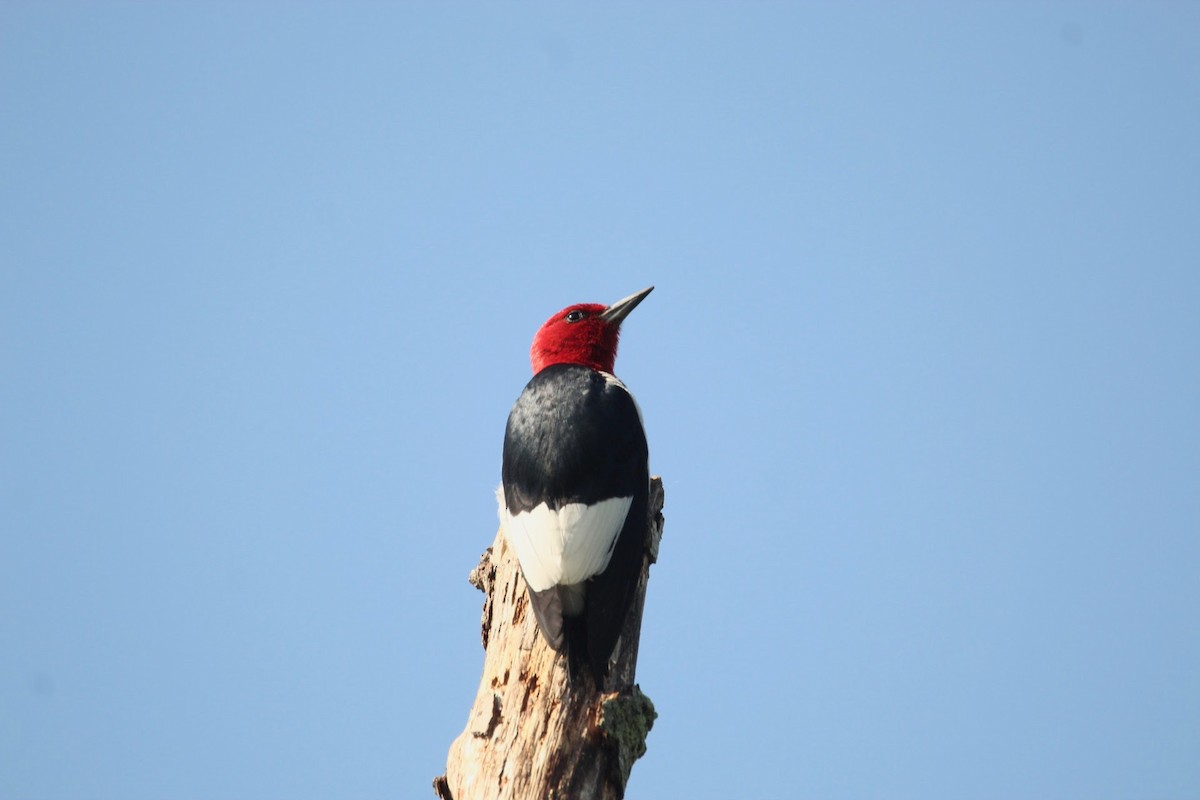 Red-headed Woodpecker - ML621511929