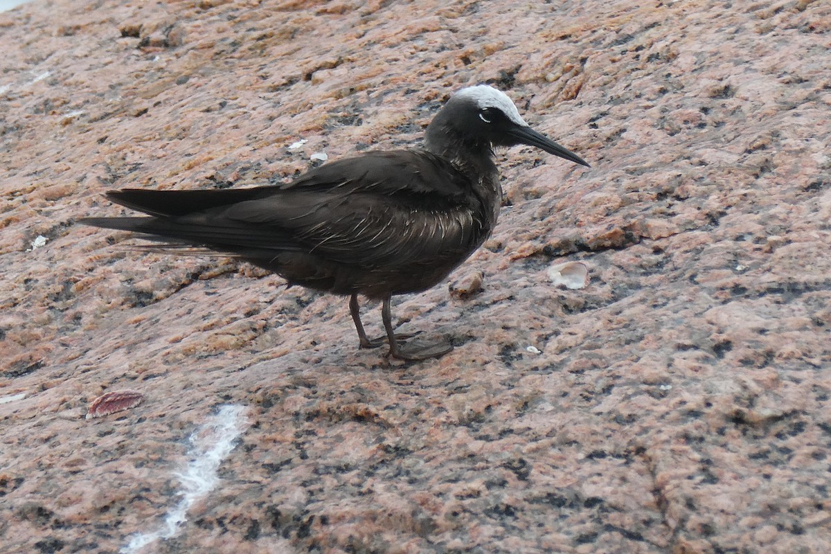 Black Noddy - ML621511943