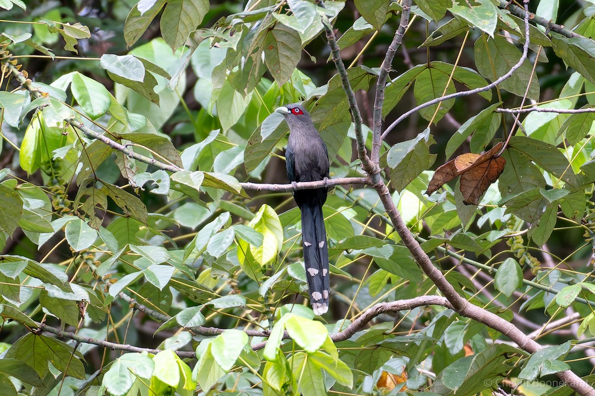 Black-bellied Malkoha - ML621511972