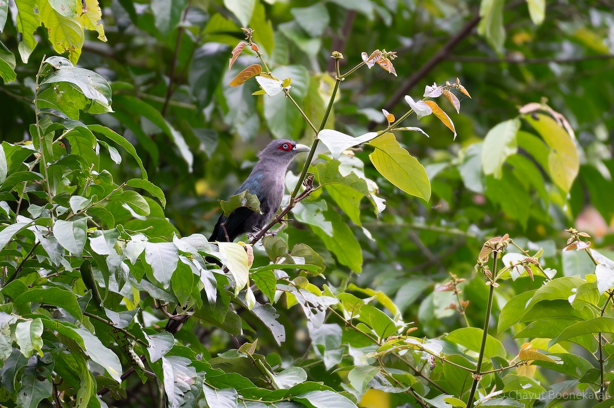 Black-bellied Malkoha - ML621511973