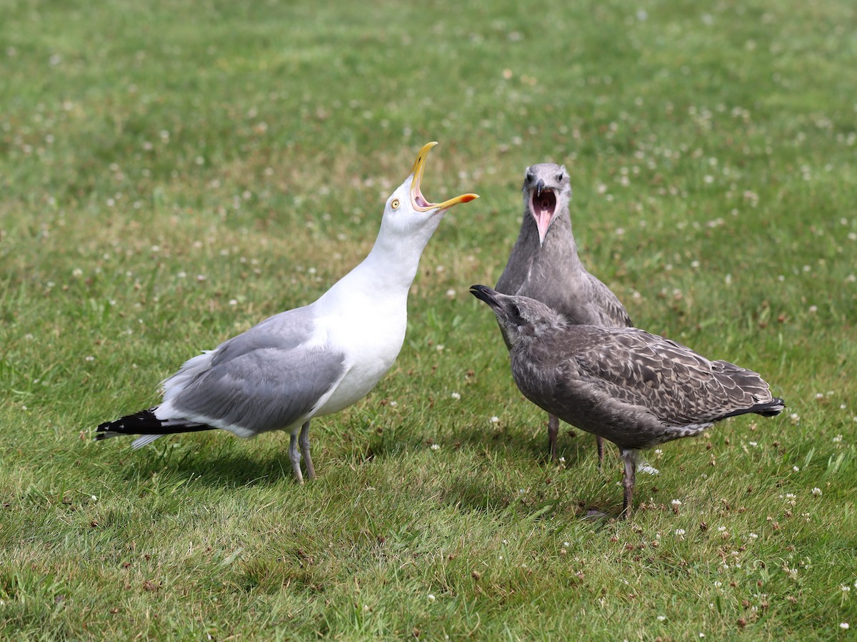 Herring Gull (American) - ML621511976