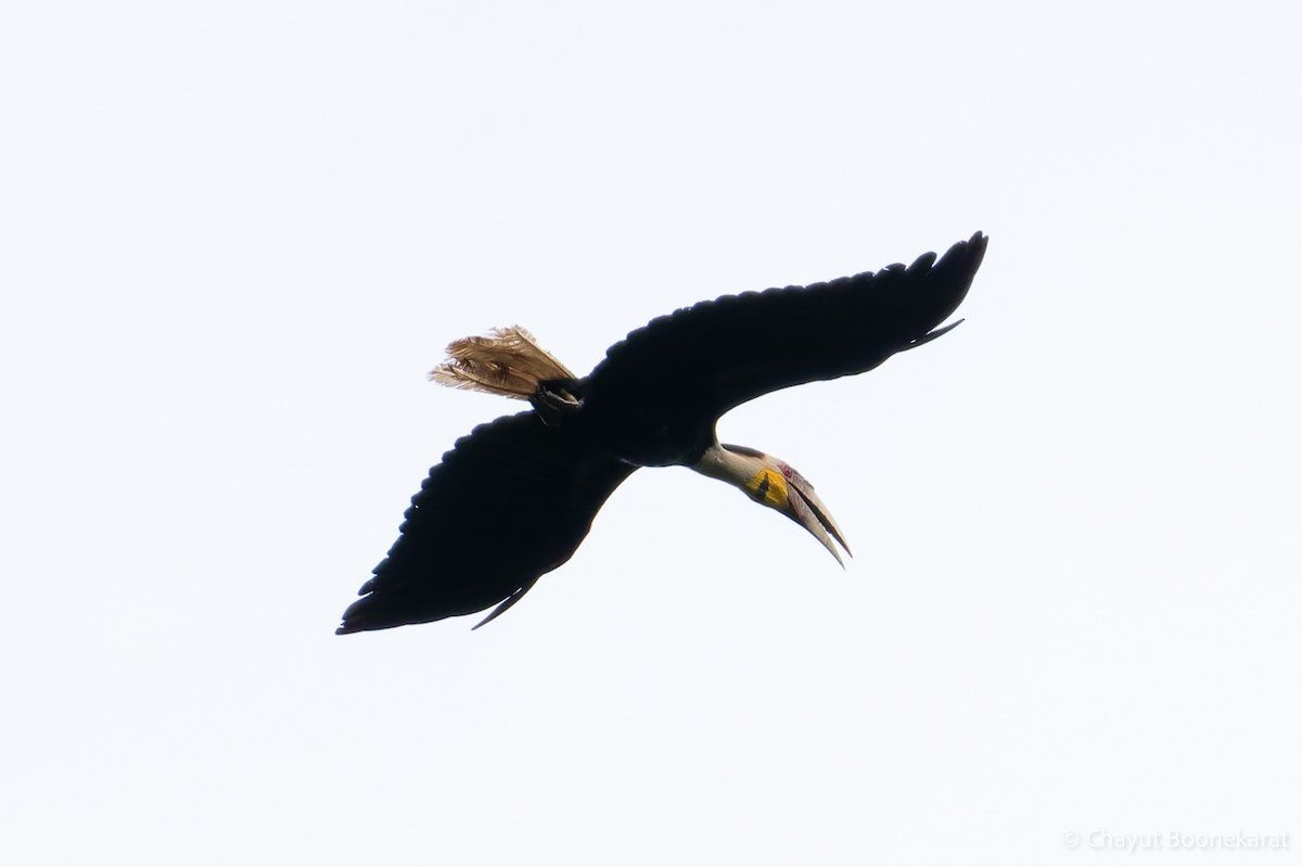 Wreathed Hornbill - ML621511978