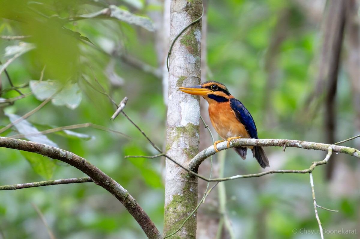 Rufous-collared Kingfisher - ML621511985