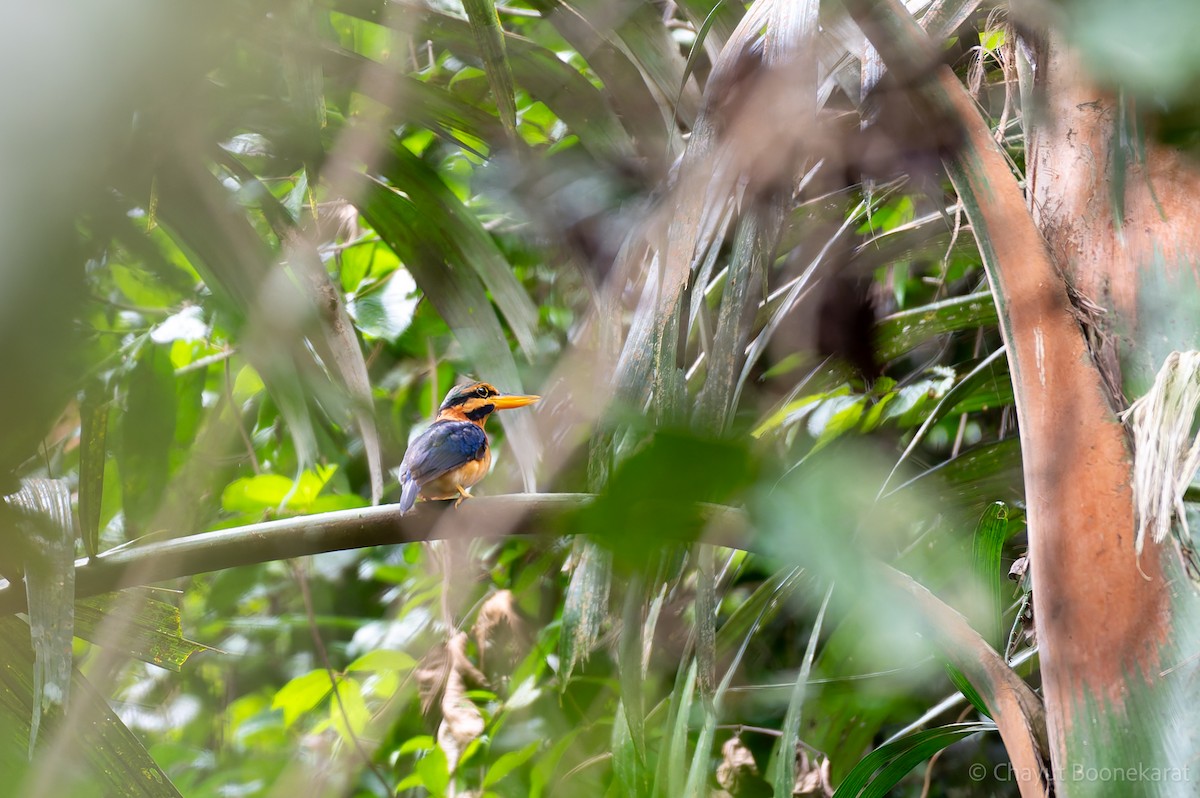 Rufous-collared Kingfisher - ML621511986