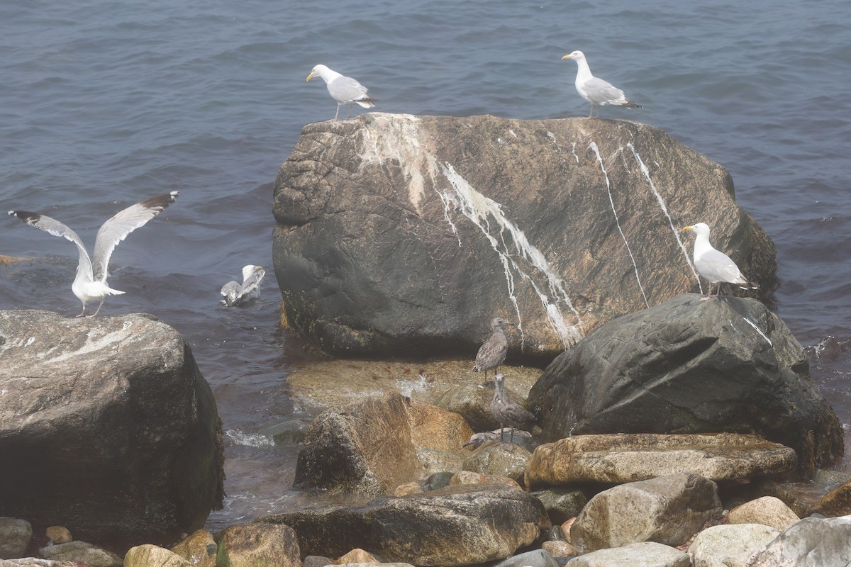 Herring Gull (American) - ML621512002