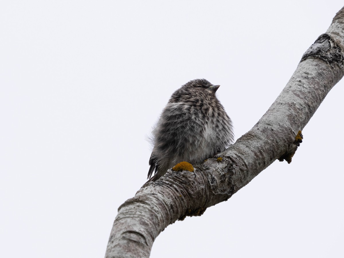 Common Redpoll - Allen Schenck