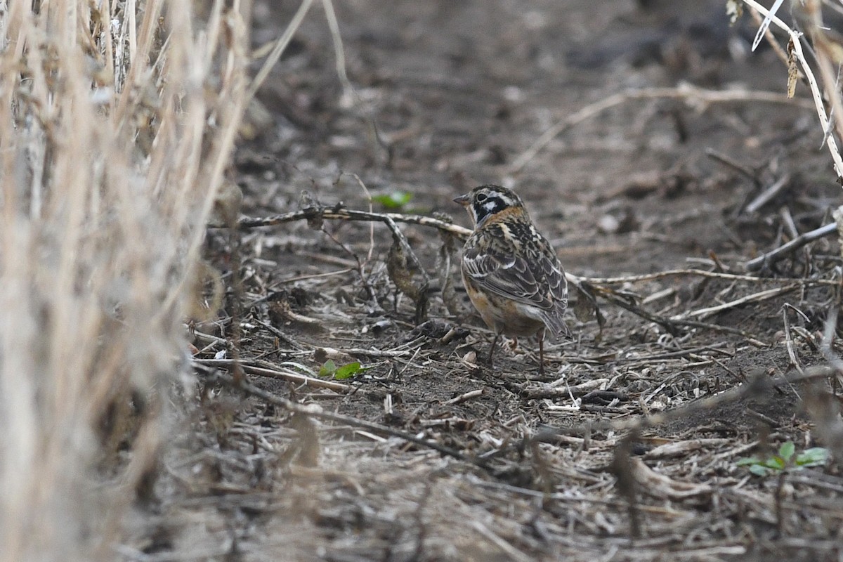 Smith's Longspur - ML621512053