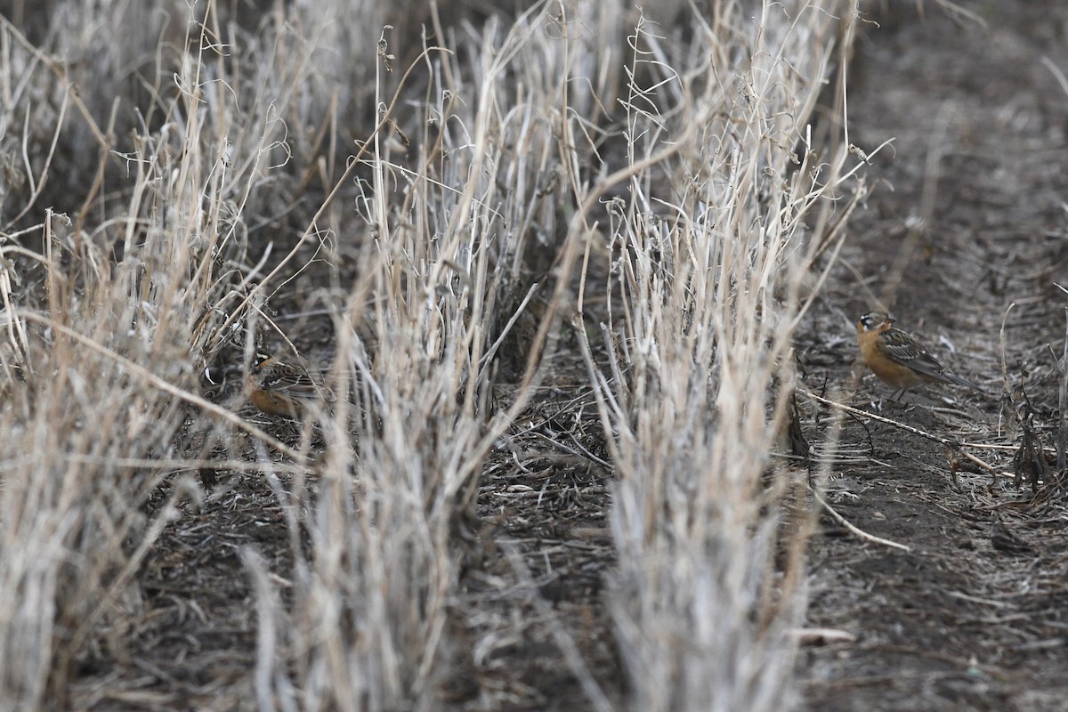 Smith's Longspur - ML621512055