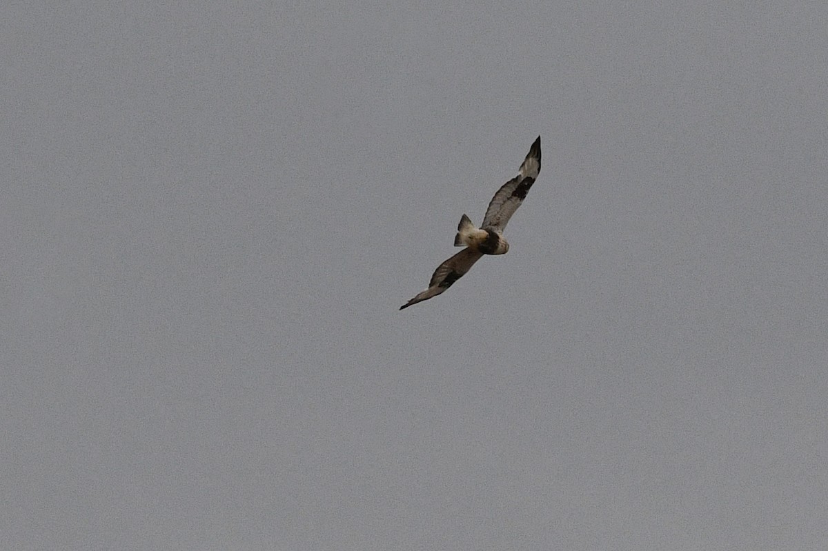 Rough-legged Hawk - ML621512084