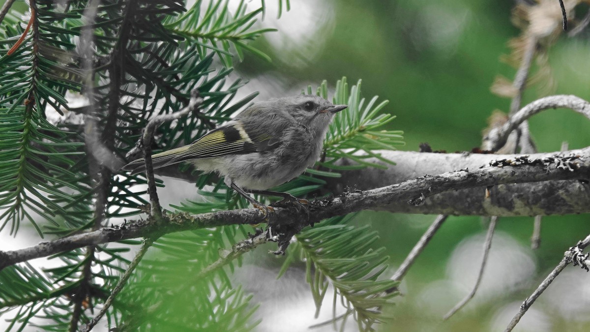 Golden-crowned Kinglet - Barry Day