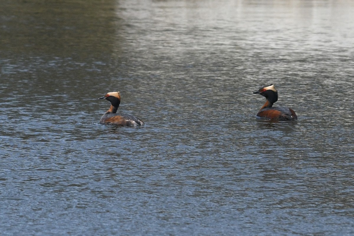 Horned Grebe - ML621512266