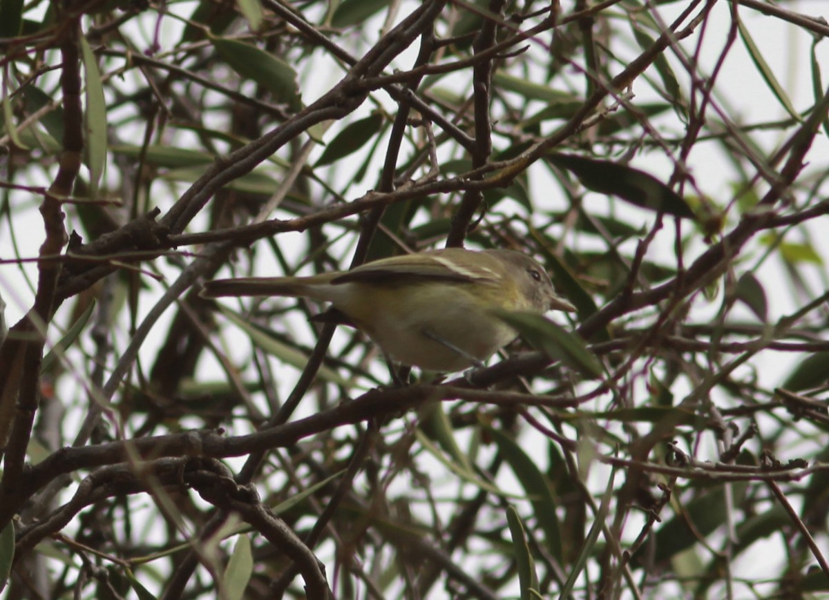 Bell's Vireo (Arizona) - ML621512269