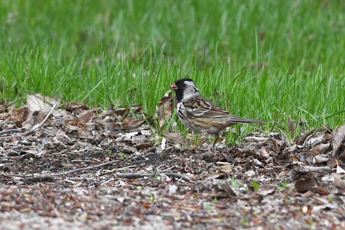 Harris's Sparrow - ML621512277