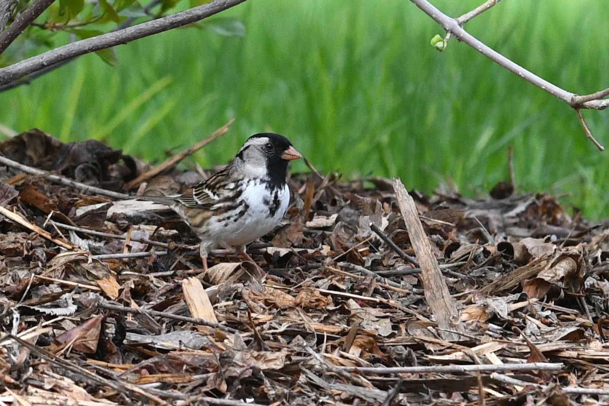 Harris's Sparrow - ML621512278