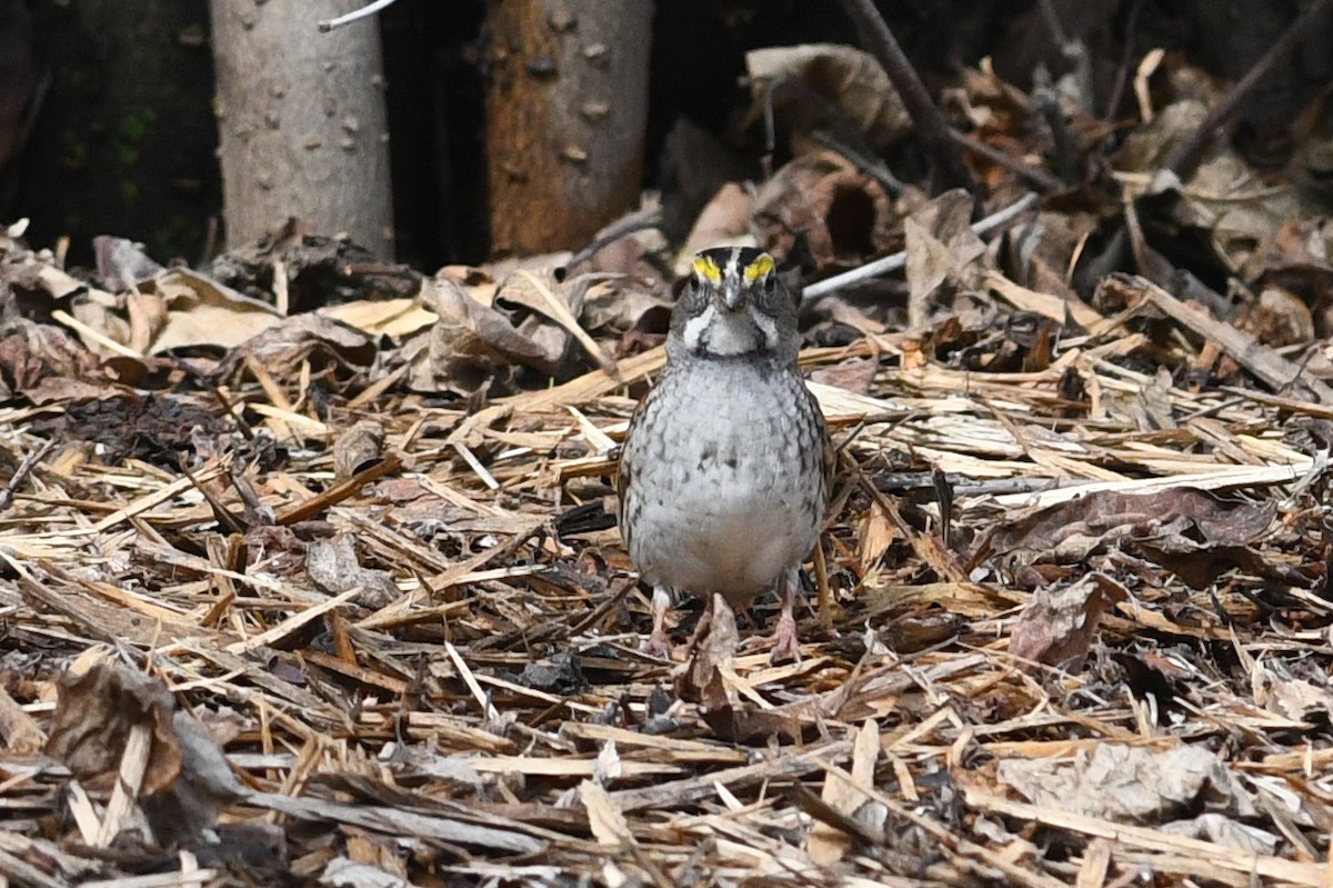 White-throated Sparrow - ML621512285