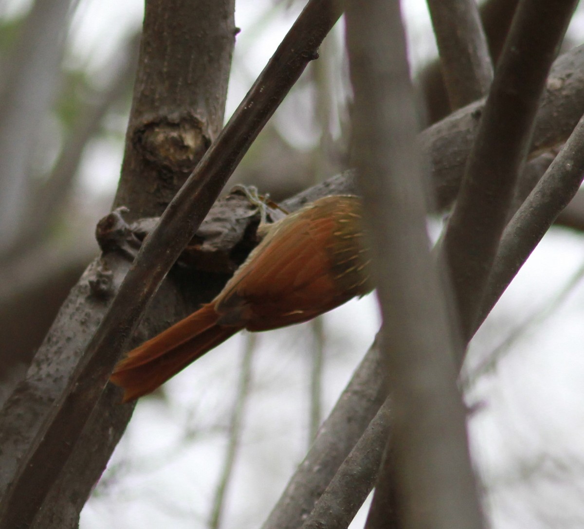 シロハシオニキバシリ - ML621512297