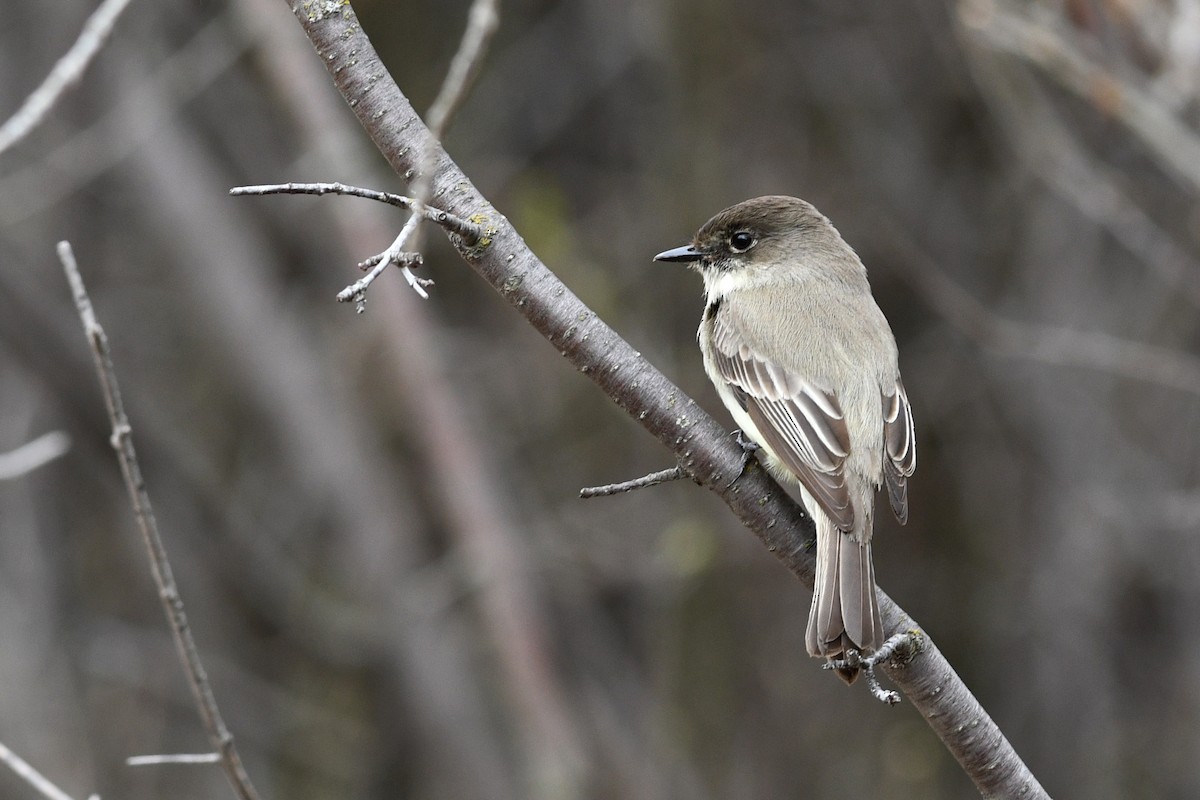 Eastern Phoebe - ML621512298