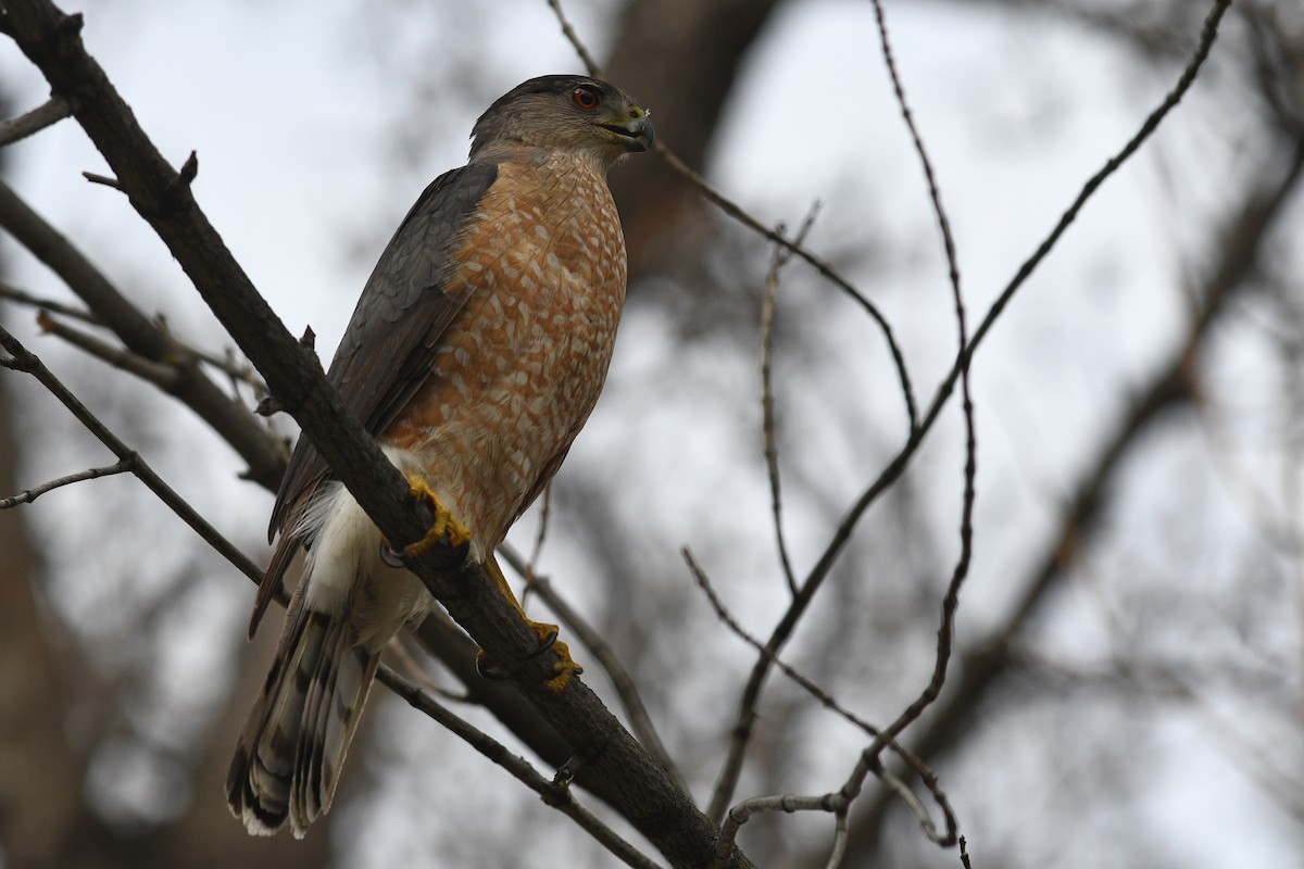 Cooper's Hawk - David M. Bell