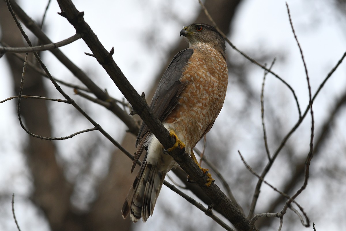 Cooper's Hawk - ML621512306