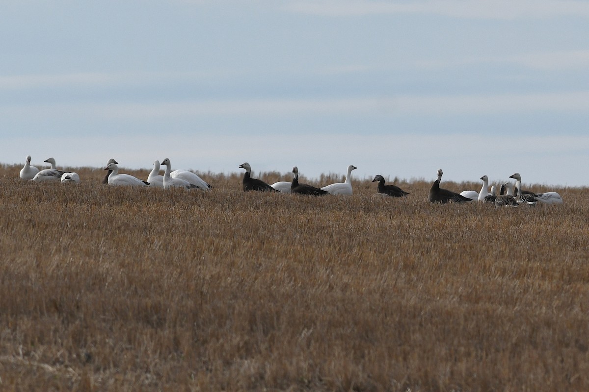 Snow Goose - ML621512392