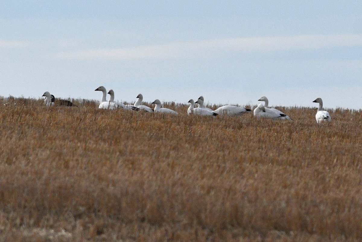 Ross's Goose - ML621512398