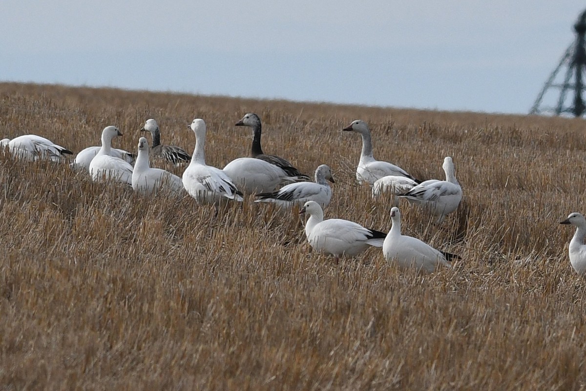 Ross's Goose - ML621512399