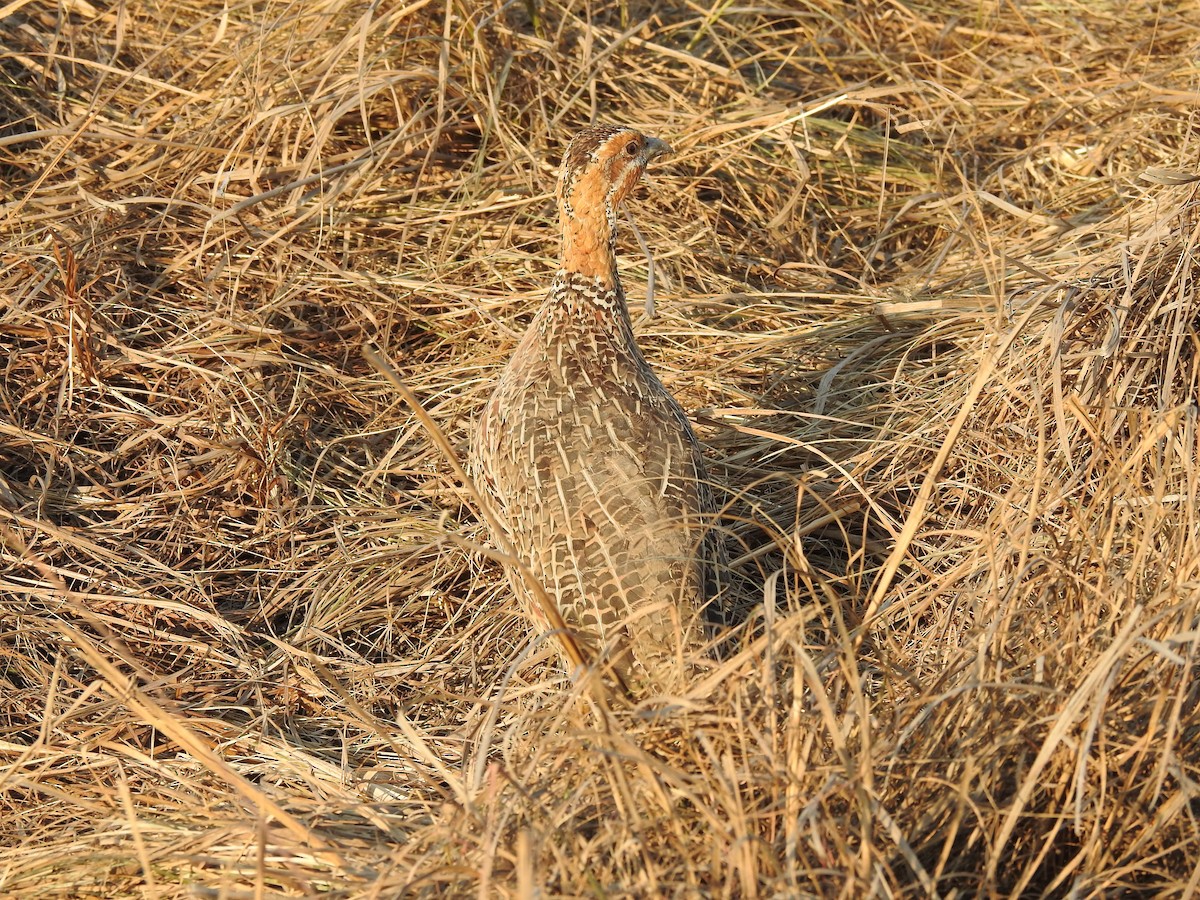 Red-winged Francolin - ML621512403