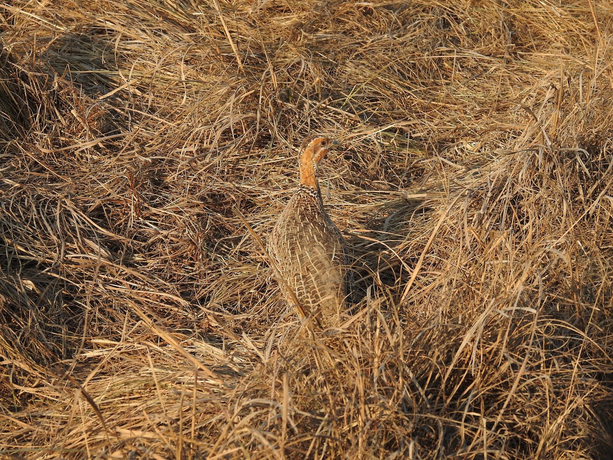 Red-winged Francolin - Wenyi Zhou