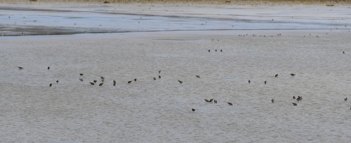 Stilt Sandpiper - ML621512506