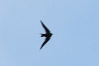 Ethiopian Swallow - ML621512523