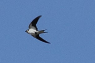 Ethiopian Swallow - ML621512524