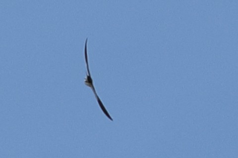 Ethiopian Swallow - ML621512525