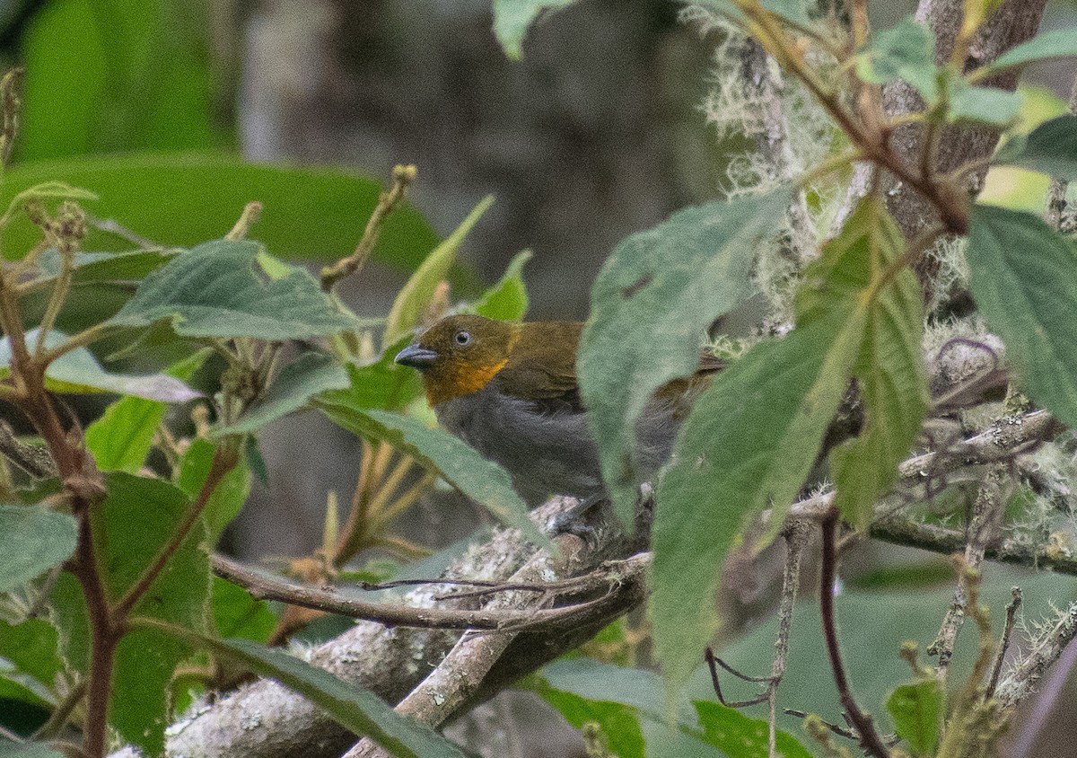 Short-billed Chlorospingus - ML621512533