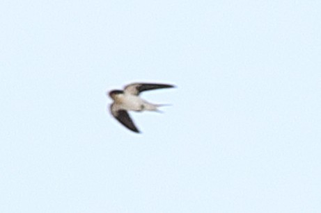 Ethiopian Swallow - ML621512577